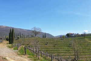 Josko Gravner Runk