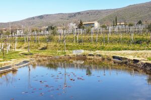 Josko Gravner Stagno